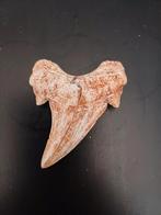 Prehistorische Haaientand Otodus Obliquus, Ophalen of Verzenden, Fossiel