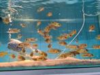 Tilapia Mariae, Vis, Zoetwatervis