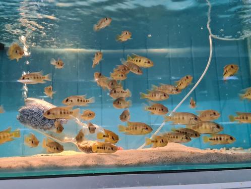 Tilapia Mariae, Dieren en Toebehoren, Vissen | Aquariumvissen, Zoetwatervis, Vis