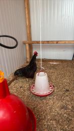 Rhode island red kriel haan, Mannelijk, Kip