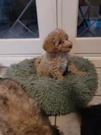 maltipoo puppies   teefjes, Dieren en Toebehoren, Honden | Chihuahua's en Gezelschapshonden, Overige rassen, 8 tot 15 weken, Teef