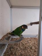 Pyrrhurs cruentata, Dieren en Toebehoren, Vogels | Parkieten en Papegaaien, Mannelijk, Parkiet