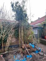 Bamboe groen en hoog, Ophalen, Bamboe