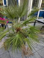Mooie Chamaerops Humilis palm in kuip, Ophalen of Verzenden, Overige soorten, Volle zon