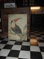 Toekan op Canvas, Ophalen, Gebruikt, 50 tot 75 cm, Schilderij
