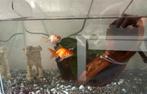 Goudvissen (fantail) met aquarium & toebehoren, Vis, Zoetwatervis