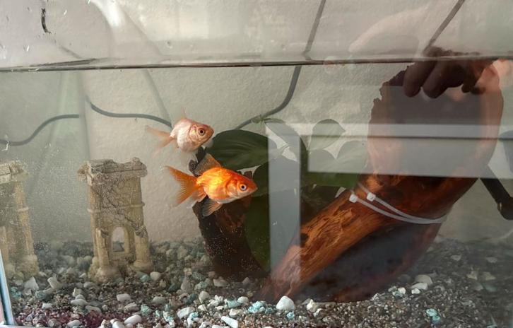 Goudvissen (fantail) met aquarium & toebehoren, Dieren en Toebehoren, Vissen | Aquariumvissen, Zoetwatervis, Vis