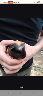 Cavia beertje, Dieren en Toebehoren, Knaagdieren, Mei, Mannelijk, Cavia