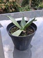 Kleine agave in plastic pot, Ophalen, Rond, Kunststof, Minder dan 60 cm