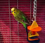 Grasparkiet man, Dieren en Toebehoren, Mannelijk, Parkiet