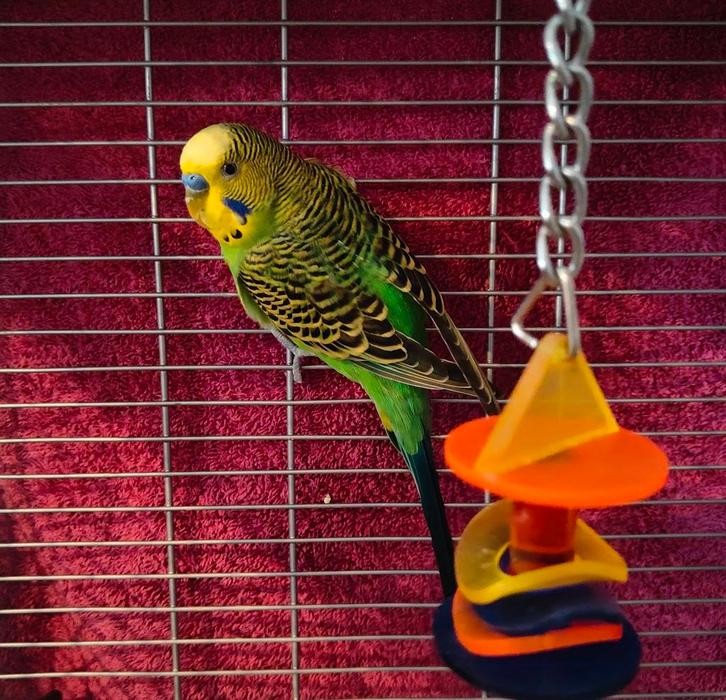 Grasparkiet man, Dieren en Toebehoren, Vogels | Parkieten en Papegaaien, Parkiet, Mannelijk