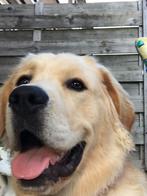 Herplaatsing Golden Retriever/Reu, Dieren en Toebehoren, Ophalen