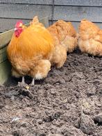 Broedeieren, Dieren en Toebehoren, Pluimvee, Geslacht onbekend, Kip