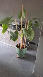 grote olifantsoor, Ophalen, Overige soorten, Halfschaduw, In pot