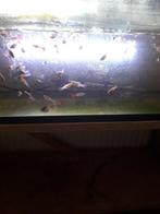 Te koop  guppen, Dieren en Toebehoren, Vissen | Aquariumvissen, Vis