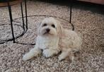Super lieve maltipoo te koop, Poedel, België, Particulier, Rabiës (hondsdolheid)