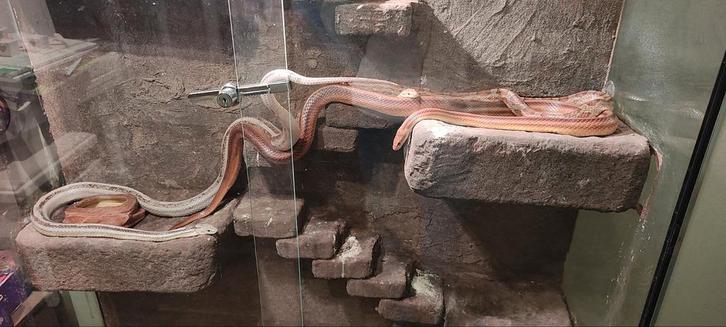 1 korenslang te koop, mannetje, 3 jaar