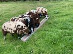 Mooie bonte ooilammeren, Dieren en Toebehoren, Vrouwelijk, Schaap, 0 tot 2 jaar