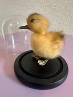 Taxidermy kuikentje in stolp, Verzamelen, Dierenverzamelingen, Ophalen of Verzenden, Overige typen