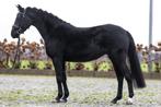 Zwarte 3,5 jarige sportpony merrie te koop, Dieren en Toebehoren, Pony's, Merrie, Gechipt, Dressuurpony, 3 tot 6 jaar