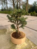 Pre-bonsai picea, Tuin en Terras, Planten | Bomen, Ophalen of Verzenden