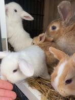 Baby dwerg konijntjes, Dieren en Toebehoren, Meerdere dieren, Dwerg