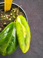 Hoya incrassata 'Moonshadow '  klein, Huis en Inrichting, Overige soorten, In pot, Minder dan 100 cm, Bloeiende kamerplant