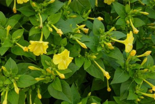 Nachtschone (Belle de nuit), Tuin en Terras, Planten | Tuinplanten, Vaste plant, Halfschaduw, Zomer, Ophalen