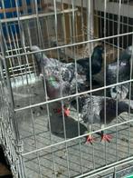 Post duiven .gratis, Dieren en Toebehoren, Meerdere dieren, Postduif
