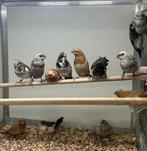 Japanse meeuwtjes koppels, Dieren en Toebehoren, Vogels | Overige Vogels, Meerdere dieren