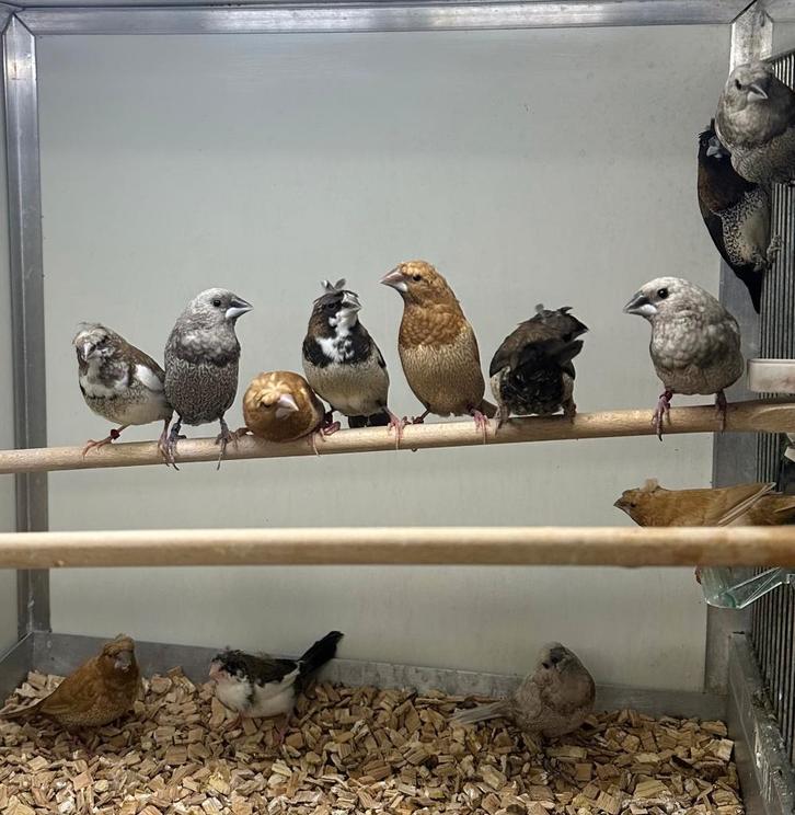 Japanse meeuwtjes koppels, Dieren en Toebehoren, Vogels | Overige Vogels, Meerdere dieren