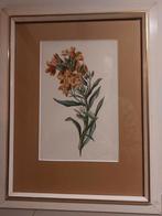 Aquarel Gerardine van de Sande Bakhuyzen, Ophalen of Verzenden