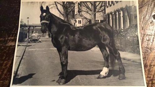 Dieren-Foto- in de Middelhovenstraat, Verzamelen, Foto's en Prenten, Gebruikt, Foto, Dier, 1940 tot 1960, Ophalen of Verzenden