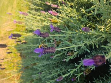 Onbespoten Lavendel Lavendula op biologische wijze geteeld beschikbaar voor biedingen