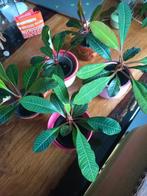 Madagaskar Jewel stekjes, Huis en Inrichting, Kamerplanten, Ophalen, Overige soorten, Halfschaduw, In pot