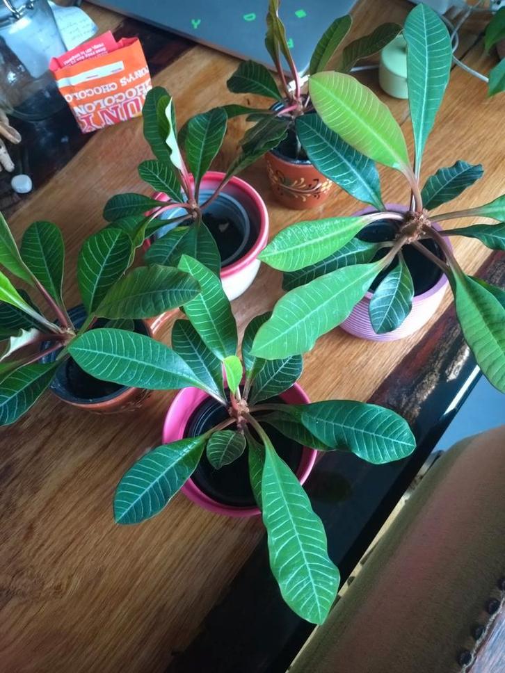 Madagaskar Jewel stekjes, Huis en Inrichting, Kamerplanten, Overige soorten, Minder dan 100 cm, Groene kamerplant, Halfschaduw