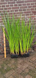 Acorus calamus Kalmoes, Ophalen, Vaste plant, Halfschaduw, Zomer