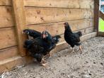 Barnevelder kuikens dubbel gezoomd, Geslacht onbekend, Kip