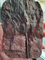 Crinoide, Ophalen of Verzenden, Mineraal