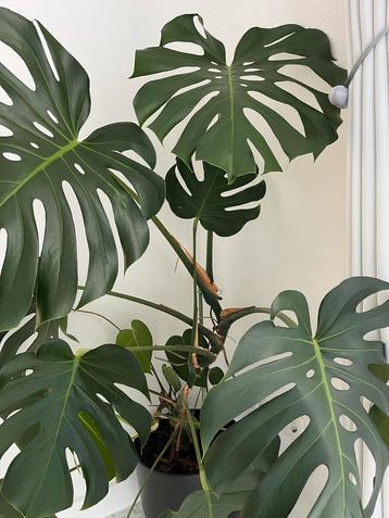 Prachtige Monstera Deliciosa beschikbaar voor biedingen