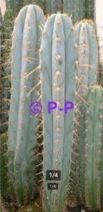 PERUVIAN TORCH CACTUS - DE ECHTE MET LANGE DOORNS !, Bloeiende kamerplant, Volle zon, Verzenden, 200 cm of meer