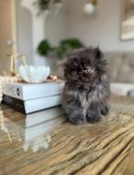Perzische katertje, Dieren en Toebehoren, Katten en Kittens | Raskatten | Langhaar, Kater