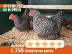 Amrock kriel | Gezonde dieren | Passend advies!