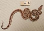 Hypo boa imperators, Slang, 0 tot 2 jaar