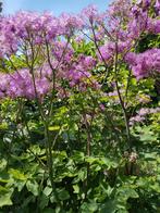 Thalictrum aquilegifolium, Ophalen, Minder dan 100 cm