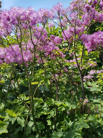 Thalictrum aquilegifolium beschikbaar voor biedingen