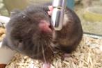 Goudhamsters hamster Syrische hamster., Hamster, December, Meerdere dieren, Tam