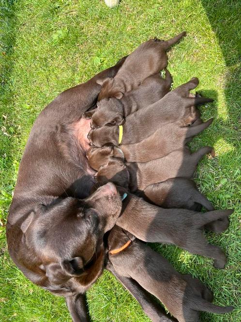Labrador pups (bruin), Dieren en Toebehoren, Honden | Retrievers, Spaniëls en Waterhonden, Meerdere dieren, Labrador retriever