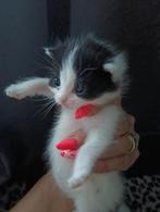 ♥️SIBERISCHE KITTENS♥️100% HYPOALOGEEN, Dieren en Toebehoren, Katten en Kittens | Raskatten | Langhaar, Meerdere dieren, Ontwormd