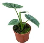 Alocasia Lukiwan | Potmaat 10,5, Overige soorten, In pot, Minder dan 100 cm, Groene kamerplant